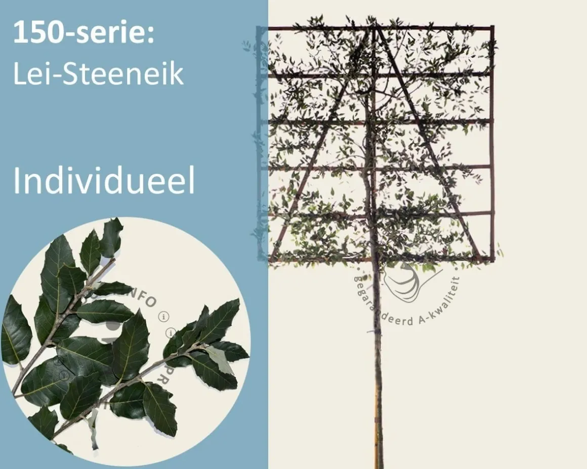 Steeneik leiboom - Rek 150x150 cm
