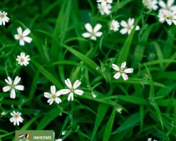 Stellaria holostea