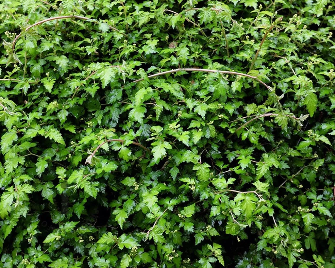 Stephanandra incisa 'Crispa'
