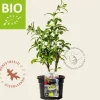 Stevia rebaudianum Puur