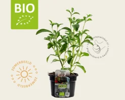 Stevia rebaudianum Puur
