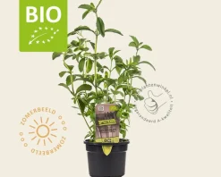 Stevia rebaudianum Puur