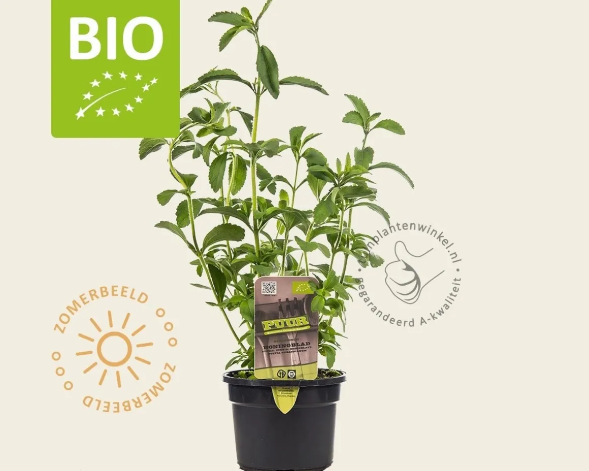 Stevia rebaudianum Puur