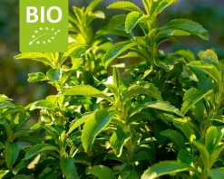 Stevia rebaudianum Puur