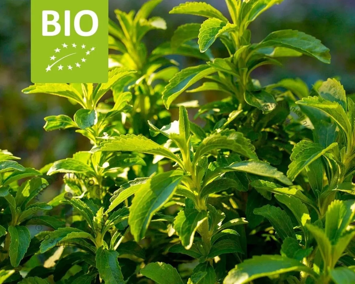 Stevia rebaudianum Puur