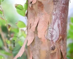Stewartia pseudocamellia - beveerd