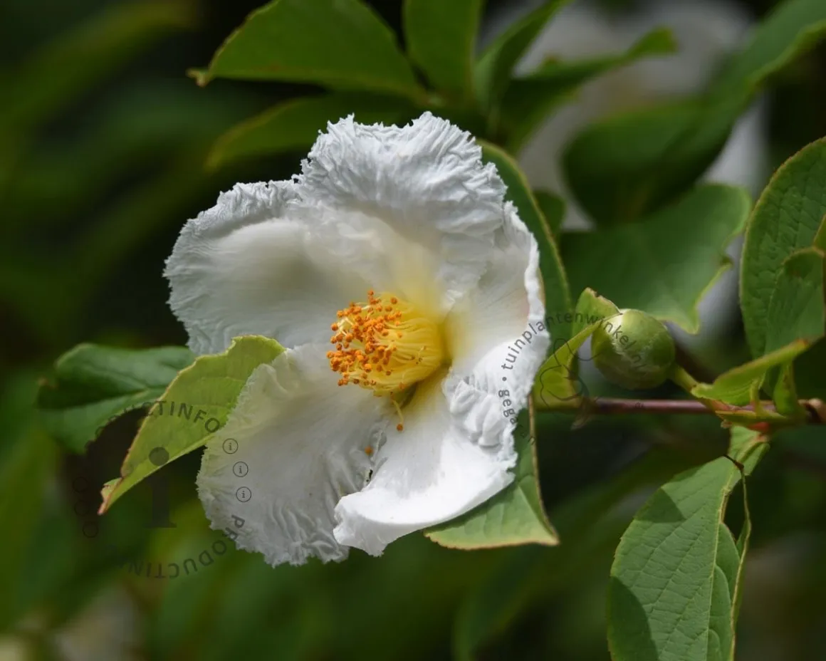 Stewartia pseudocamellia - beveerd