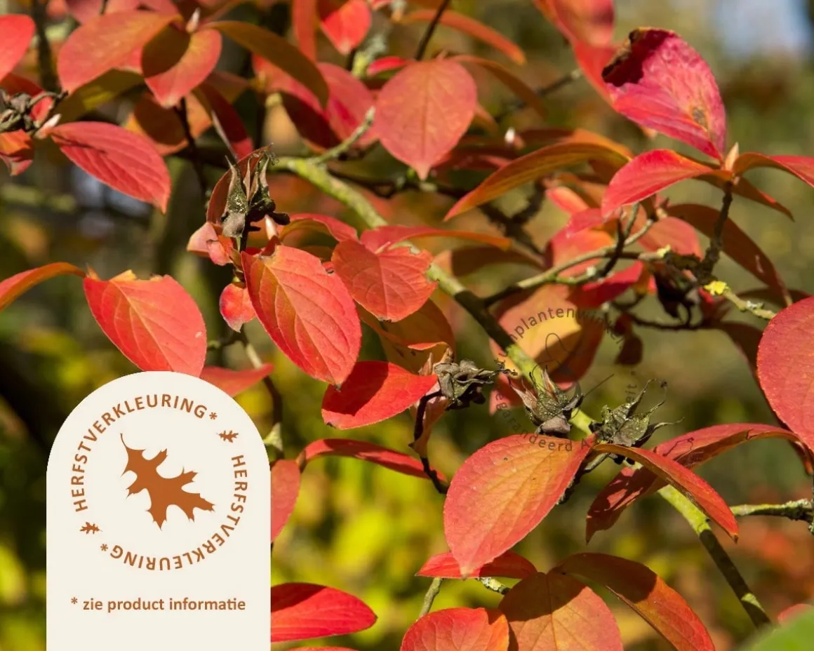 Stewartia pseudocamellia - beveerd