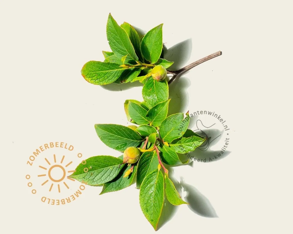 Stewartia pseudocamellia - beveerd