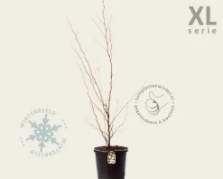 Stewartia pseudocamellia - XL
