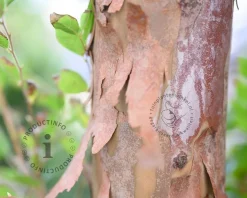 Stewartia pseudocamellia - XL