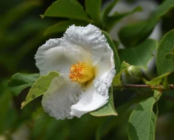 Stewartia pseudocamellia - XL