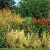 Stipa gigantea