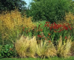 Stipa gigantea