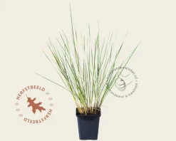 Stipa gigantea