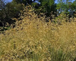 Stipa gigantea
