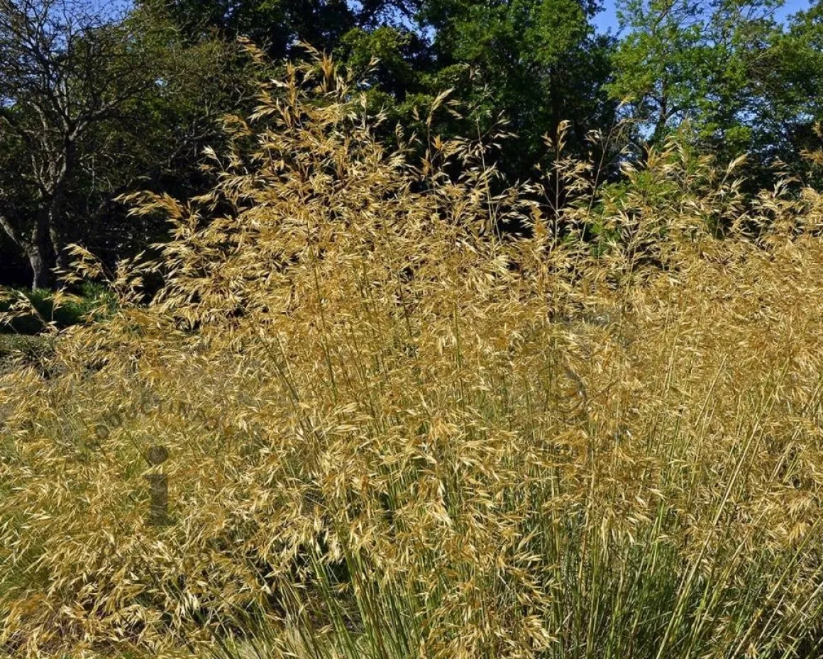 Stipa gigantea