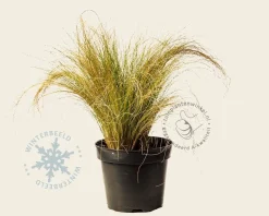 Stipa tenuissima 'Ponytails'
