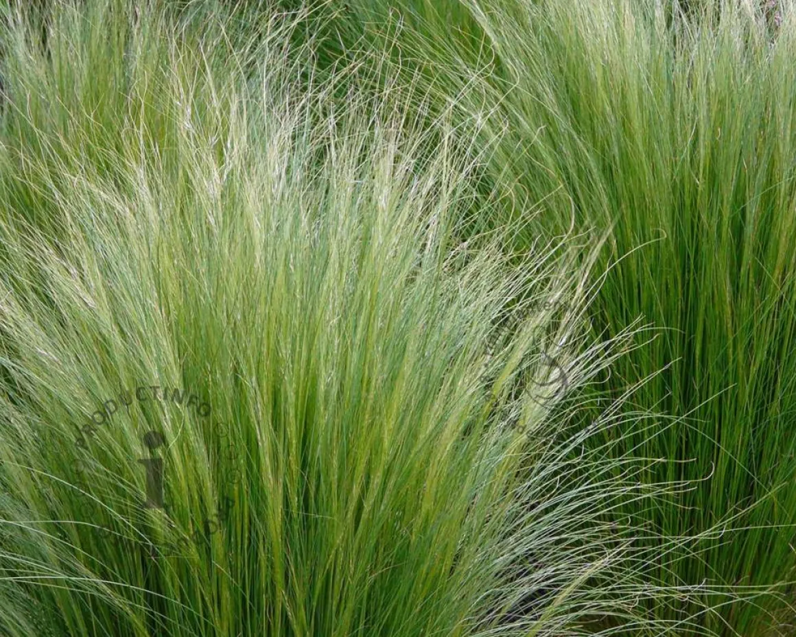 Stipa tenuissima 'Ponytails'