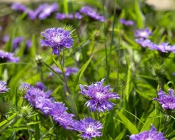 Stokesia laevis