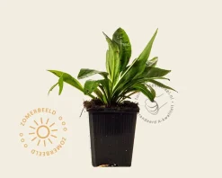 Stokesia laevis 'Alba'