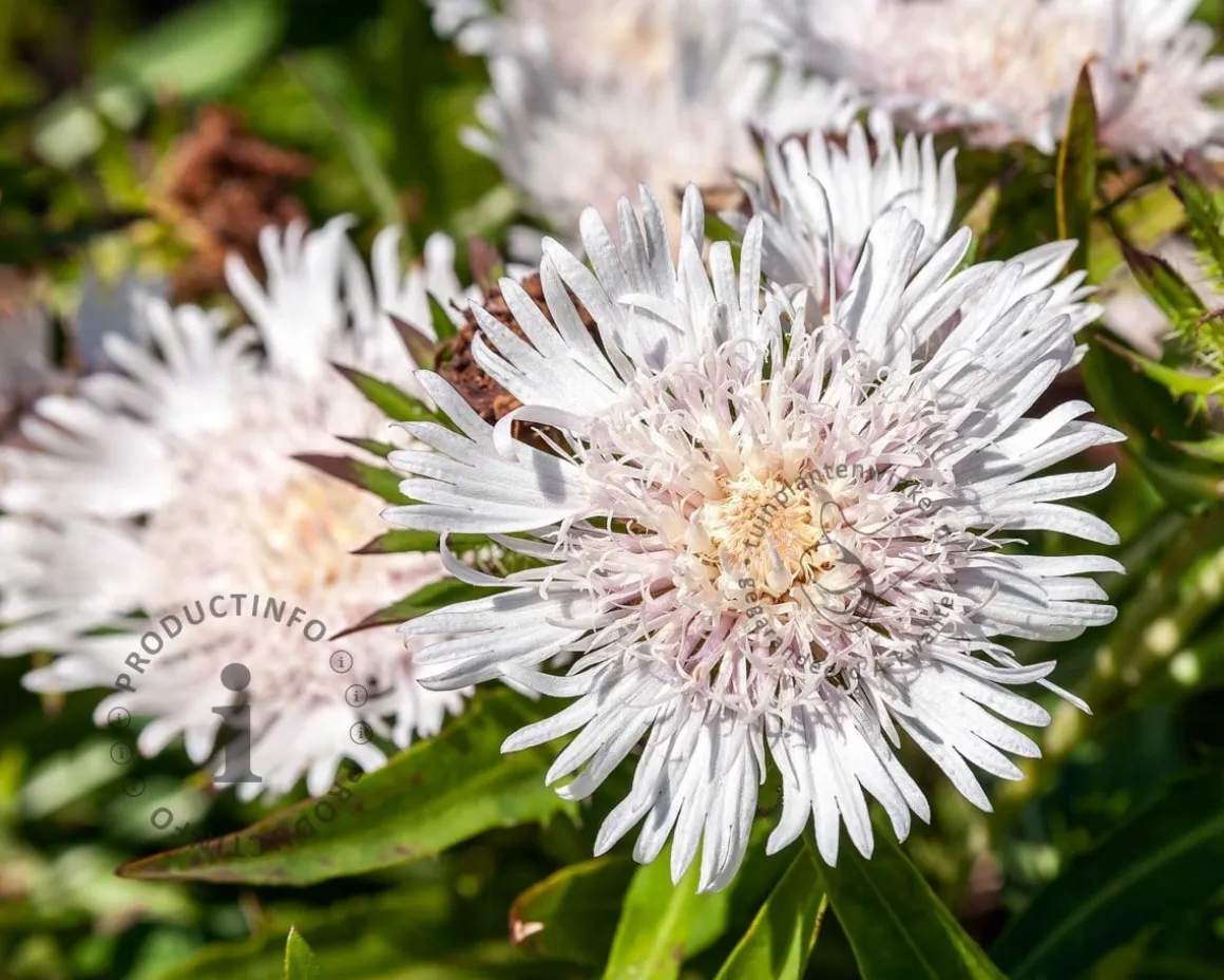 Stokesia laevis 'Alba'