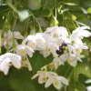 Styrax japonicus 'June Snow'