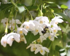 Styrax japonicus 'June Snow'