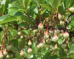 Styrax japonicus 'Purple Haze'