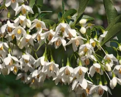 Styrax japonicus 'Snowcone'