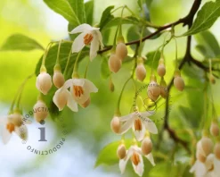 Styrax japonicus - XL