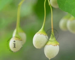 Styrax japonicus - XL