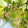 Styrax japonicus - XL+