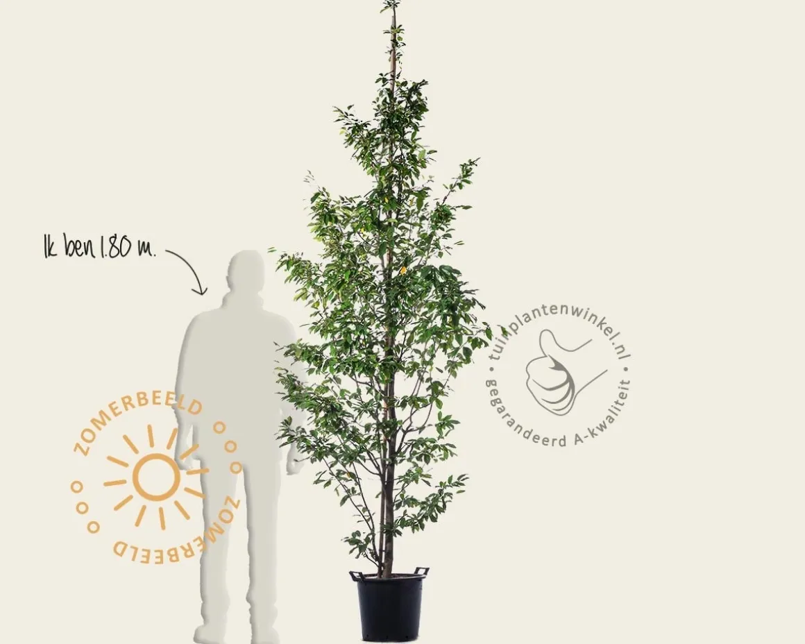 Sycoparrotia semidecidua - beveerd