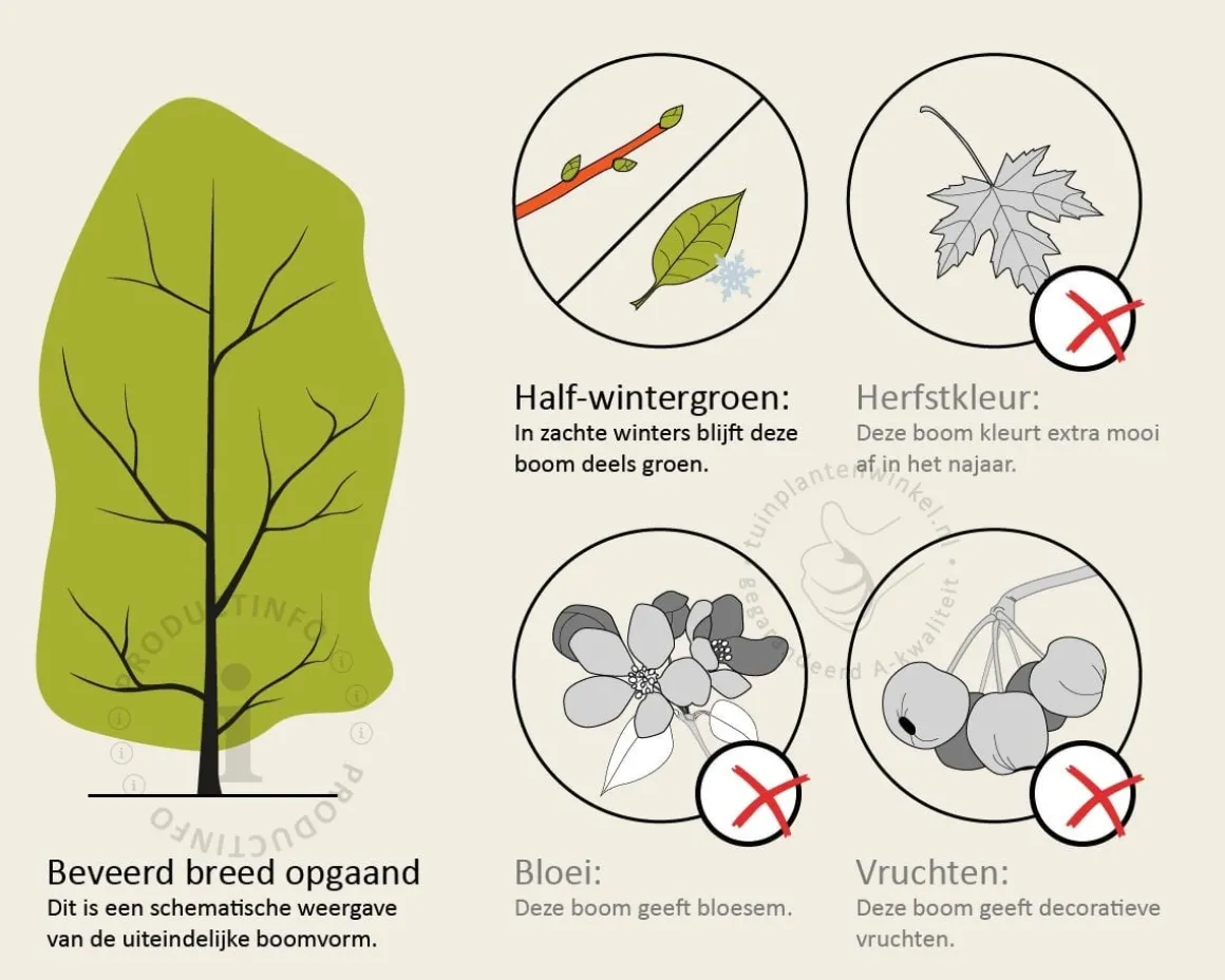 Sycoparrotia semidecidua - beveerd