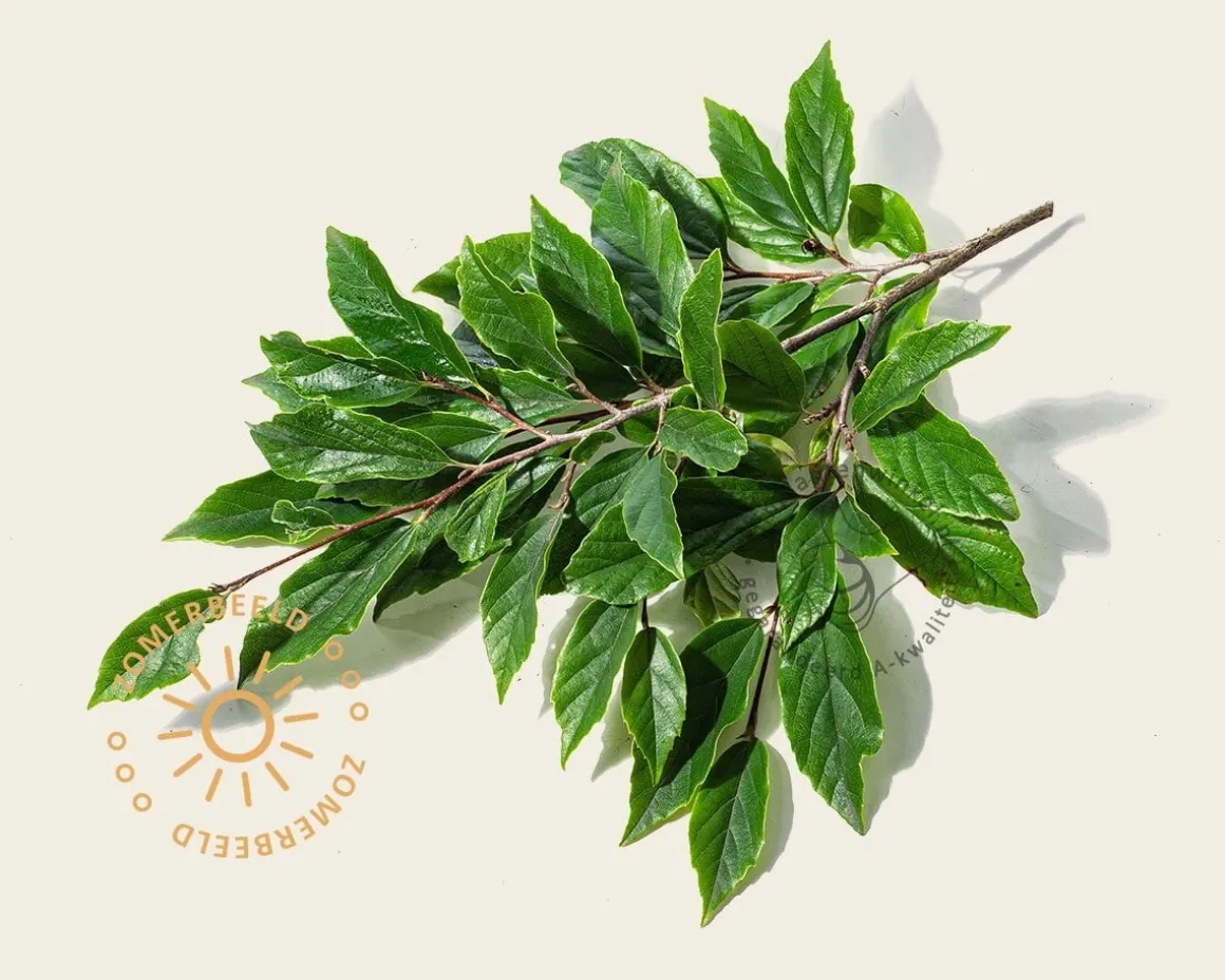 Sycoparrotia semidecidua - beveerd