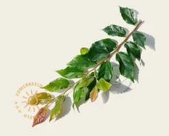 Sycoparrotia semidecidua 'Purple Haze' - beveerd