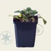 Symphytum  grandiflorum