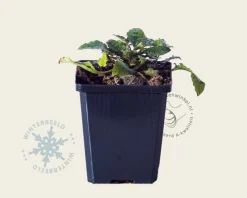 Symphytum grandiflorum