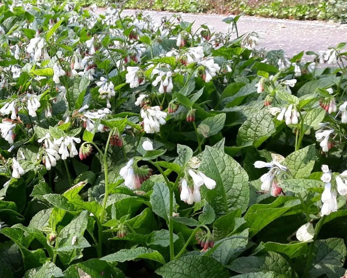 Symphytum grandiflorum