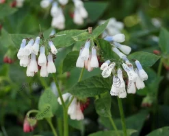 Symphytum grandiflorum 'Wisley Blue'