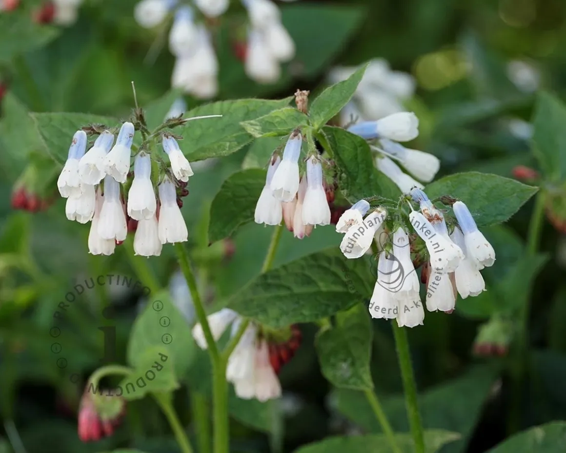 Symphytum grandiflorum 'Wisley Blue'