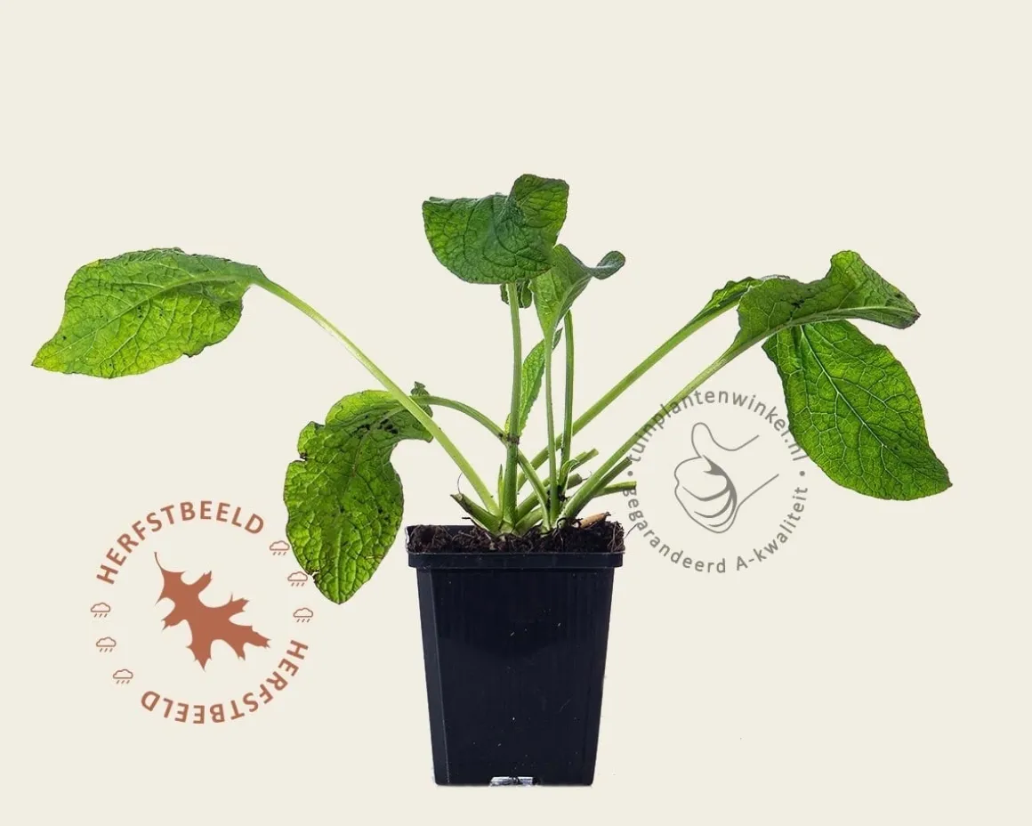 Symphytum grandiflorum 'Wisley Blue'