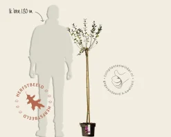 Syringa Bloomerang 'Dark purple' - op stam