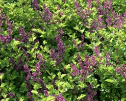 Syringa Bloomerang 'Dark purple' - op stam