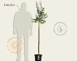 Syringa Bloomerang 'Dark purple' - op stam