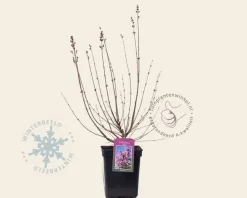 Syringa 'Josée'