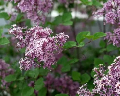 Syringa 'Josée'