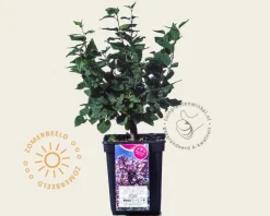 Syringa 'Josée'