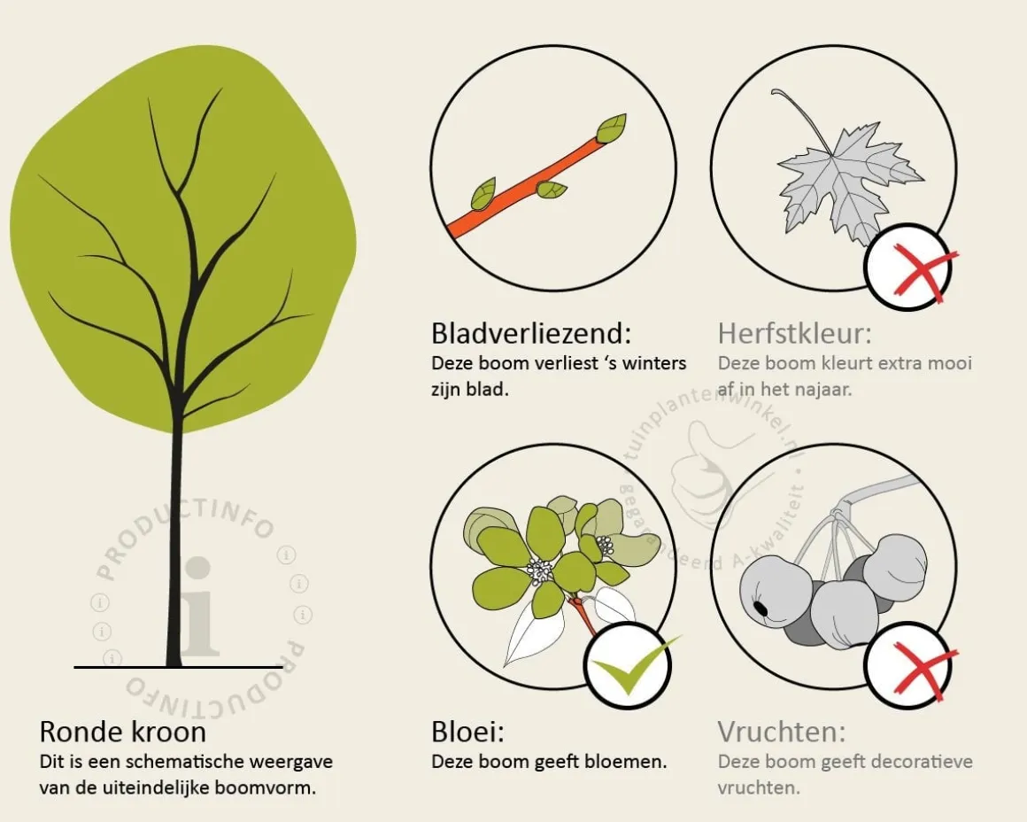 Syringa josikaea - hoogstam